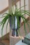 Plant in zilver pot 1