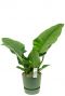 Plant met grote bladeren 1