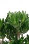 Crassula Hobbit