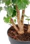 Aralia Balfourii