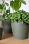 Planten-mix-groen
