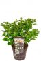 Planten hydrangea paniculata ophelia