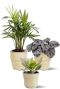 Planten in beige potjes