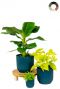 Planten in blauwe elho pot 1