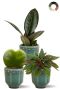 Planten in blauwe potten 1
