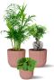 Planten in roze elho pot 1 1