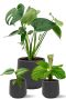 Planten in zwarte potten amber