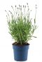 Planten lavendel angustifolia felice