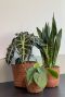 Planten manden igmar 3