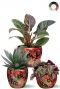 Planten met rode bladeren