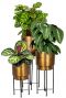 Plantenset calathea in pot