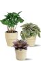 Plantjes in beige potjes