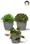 Plantjes in pot