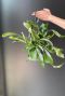 Platycerium hertshoornvaren plant