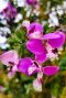 Polygala myrtifolia tuinplant