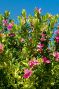 Polygala myrtifolia tuinplant 1