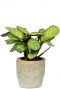 Pot-jens-calathea