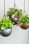 Potten hangplanten 5