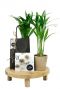 Relatiegeschenk cadeaubon kamerplanten