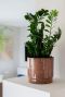 Alocasia Branchifolia Pink Passion blad