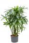 Rhapis excelsa hydrocultuur plant