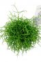 Rhipsalis koraalcactus kamerplant