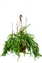 Rhipsalis ramaloris plant