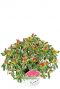 Rhododendron bollywood planten