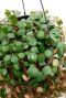 Ronde bladeren pepperspot plant