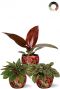 Rood groene planten in potjes 1