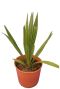Sabal minor palm p22
