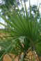 Sabal minor palm tuinplant p22