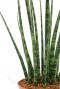 smalle punt bladeren van de Sansevieria Fernwood