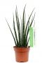 Sansevieria Fernwood kamerplant kopen bij 123planten