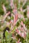 Salix flamingo stam tuinplant p17