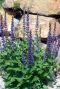 Salvia nemorosa ostfriesland tuinplant