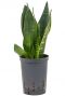 Sansevieria black diamond hydrocultuur