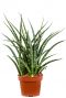 Sansevieria fernwood