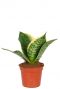 Sansevieria golden edge hahni