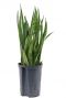 Sansevieria kirkii kamerplant hydro