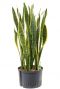 Sansevieria laurentii hydro kamerplant