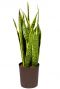 Sansevieria laurentii hydrocultuur