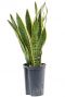 Sansevieria laurentii hydrocultuur plant