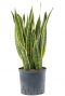 Sansevieria laurentii vrouwentong hydrocultuur
