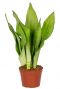 Sansevieria moonshine 3