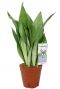 Sansevieria moonshine kamerplant 1