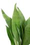 Sansevieria moonshine sterke kamerplant 1