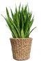 Sansevieria plant in mand