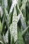 Sansevieria zeylanica blad 5