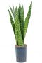 Sansevieria zeylanica hydro plant 1